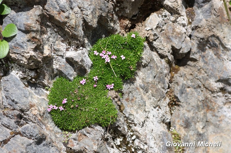 Silene acaulis